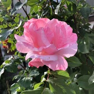 Meet your Posher, Carrie